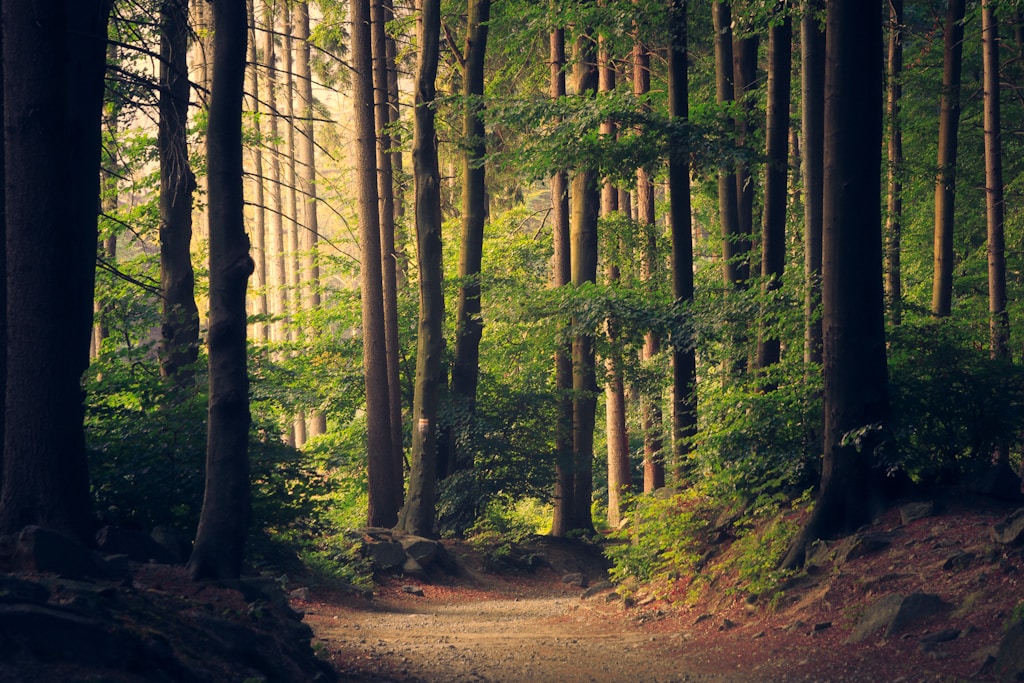 Watershed restoration carbon methodology